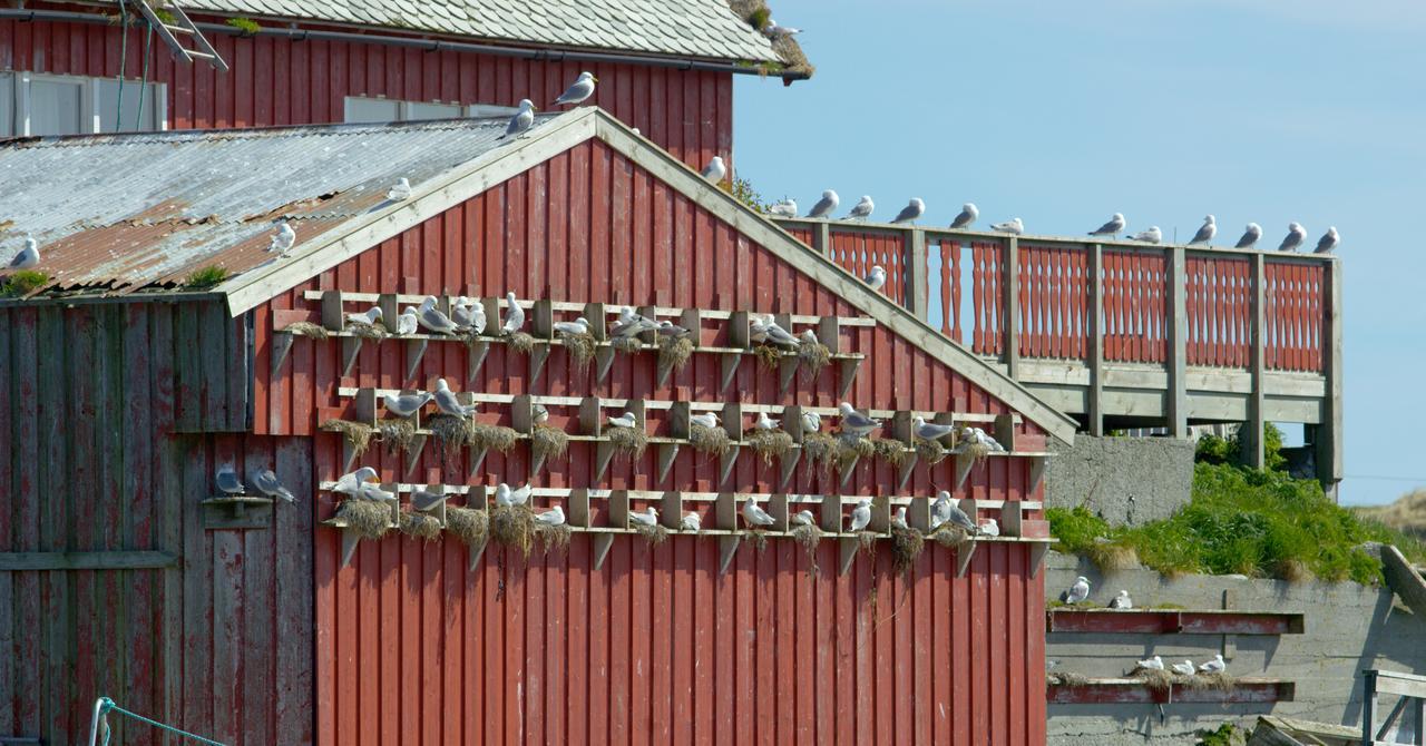 Hotel Fiskarheimen Havly, Røst Exterior foto